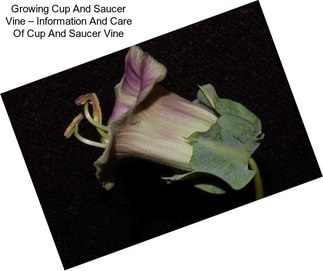 Growing Cup And Saucer Vine – Information And Care Of Cup And Saucer Vine