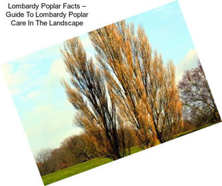 Lombardy Poplar Facts – Guide To Lombardy Poplar Care In The Landscape