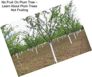 No Fruit On Plum Tree – Learn About Plum Trees Not Fruiting