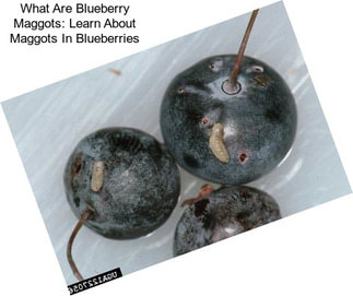 What Are Blueberry Maggots: Learn About Maggots In Blueberries