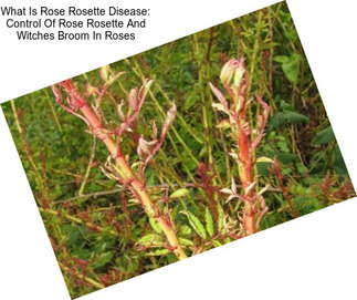 What Is Rose Rosette Disease: Control Of Rose Rosette And Witches Broom In Roses