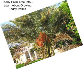 Toddy Palm Tree Info – Learn About Growing Toddy Palms