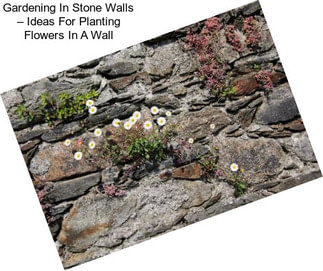 Gardening In Stone Walls – Ideas For Planting Flowers In A Wall