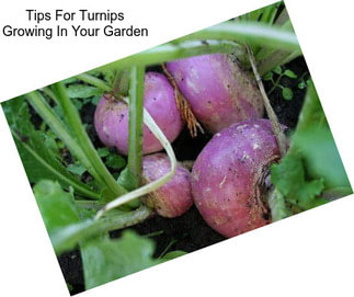Tips For Turnips Growing In Your Garden
