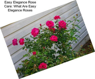 Easy Elegance Rose Care: What Are Easy Elegance Roses