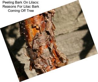 Peeling Bark On Lilacs: Reasons For Lilac Bark Coming Off Tree