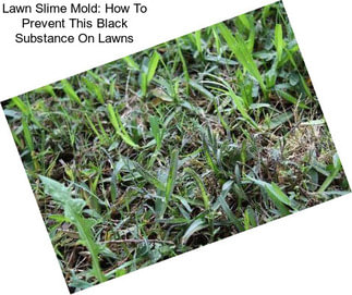 Lawn Slime Mold: How To Prevent This Black Substance On Lawns