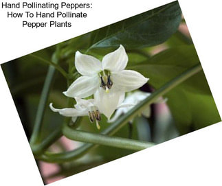 Hand Pollinating Peppers: How To Hand Pollinate Pepper Plants