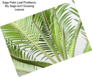 Sago Palm Leaf Problems: My Sago Isn\'t Growing Leaves