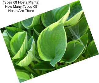 Types Of Hosta Plants: How Many Types Of Hosta Are There