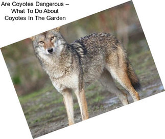 Are Coyotes Dangerous – What To Do About Coyotes In The Garden