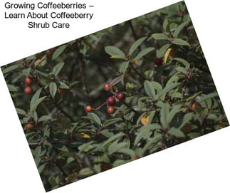 Growing Coffeeberries – Learn About Coffeeberry Shrub Care