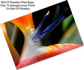 Bird Of Paradise Plant Bugs: How To Manage Insect Pests On Bird Of Paradise