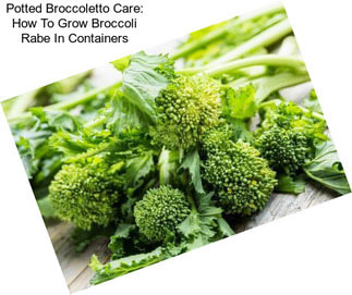 Potted Broccoletto Care: How To Grow Broccoli Rabe In Containers