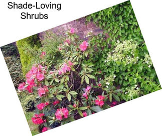 Shade-Loving Shrubs