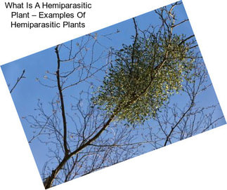 What Is A Hemiparasitic Plant – Examples Of Hemiparasitic Plants