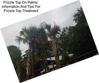 Frizzle Top On Palms: Information And Tips For Frizzle Top Treatment