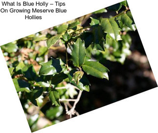 What Is Blue Holly – Tips On Growing Meserve Blue Hollies