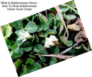 What Is Subterranean Clover : How To Grow Subterranean Clover Cover Crops