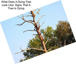 What Does A Dying Tree Look Like: Signs That A Tree Is Dying