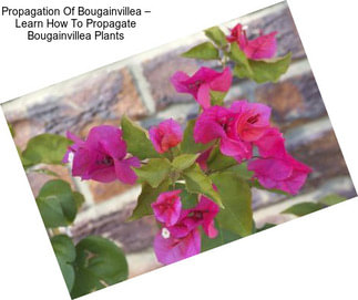 Propagation Of Bougainvillea – Learn How To Propagate Bougainvillea Plants
