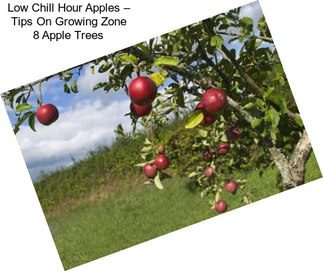 Low Chill Hour Apples – Tips On Growing Zone 8 Apple Trees