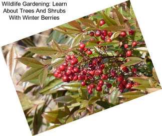 Wildlife Gardening: Learn About Trees And Shrubs With Winter Berries