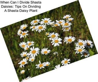 When Can I Divide Shasta Daisies: Tips On Dividing A Shasta Daisy Plant