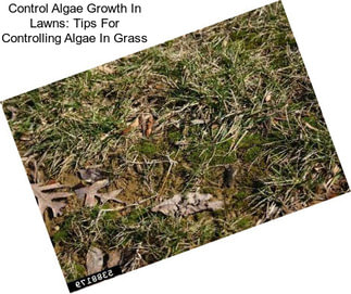 Control Algae Growth In Lawns: Tips For Controlling Algae In Grass