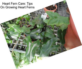 Heart Fern Care: Tips On Growing Heart Ferns