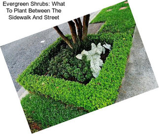 Evergreen Shrubs: What To Plant Between The Sidewalk And Street