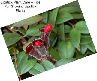 Lipstick Plant Care – Tips For Growing Lipstick Plants