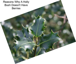 Reasons Why A Holly Bush Doesn\'t Have Berries
