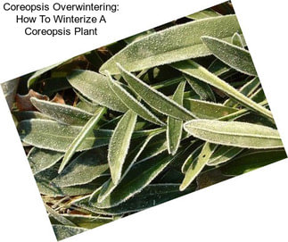 Coreopsis Overwintering: How To Winterize A Coreopsis Plant