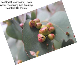 Leaf Gall Identification: Learn About Preventing And Treating Leaf Gall On Plants