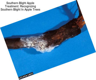 Southern Blight Apple Treatment: Recognizing Southern Blight In Apple Trees
