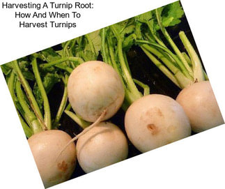 Harvesting A Turnip Root: How And When To Harvest Turnips