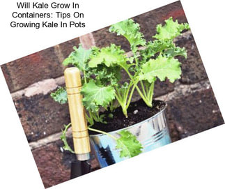 Will Kale Grow In Containers: Tips On Growing Kale In Pots