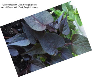 Gardening With Dark Foliage: Learn About Plants With Dark Purple Leaves