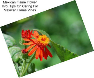 Mexican Flame Flower Info: Tips On Caring For Mexican Flame Vines