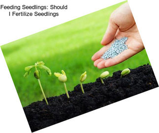 Feeding Seedlings: Should I Fertilize Seedlings