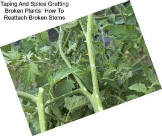 Taping And Splice Grafting Broken Plants: How To Reattach Broken Stems