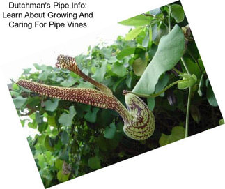 Dutchman\'s Pipe Info: Learn About Growing And Caring For Pipe Vines