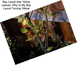Bay Laurel Has Yellow Leaves: Why Is My Bay Laurel Turning Yellow