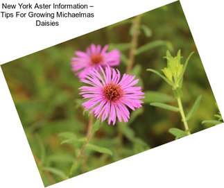 New York Aster Information – Tips For Growing Michaelmas Daisies