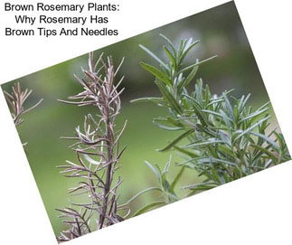 Brown Rosemary Plants: Why Rosemary Has Brown Tips And Needles