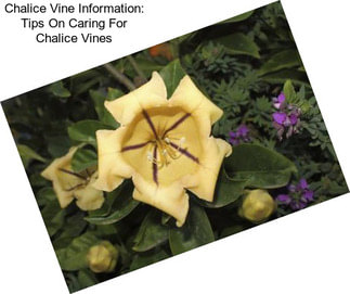 Chalice Vine Information: Tips On Caring For Chalice Vines
