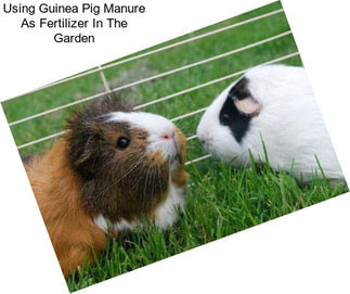 Using Guinea Pig Manure As Fertilizer In The Garden