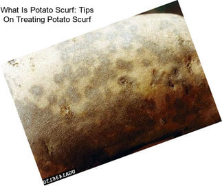 What Is Potato Scurf: Tips On Treating Potato Scurf