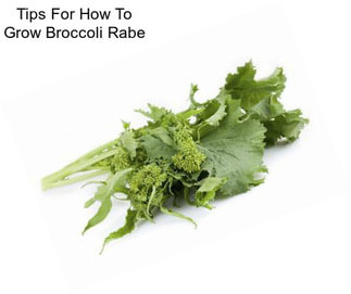 Tips For How To Grow Broccoli Rabe